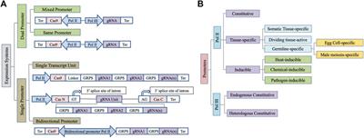 Spatiotemporal Regulation of CRISPR/Cas9 Enables Efficient, Precise, and Heritable Edits in Plant Genomes